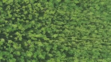 aerial top view of a hemp field vertical video. High quality FullHD footage