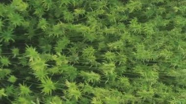 aerial top view of a hemp field vertical video. High quality FullHD footage