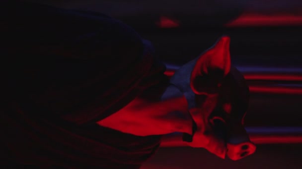 一个带着猪面具 头戴窗帘的疯子 红色房间里挂着飘忽不定的灯光和垂直录像 高质量的4K镜头 — 图库视频影像