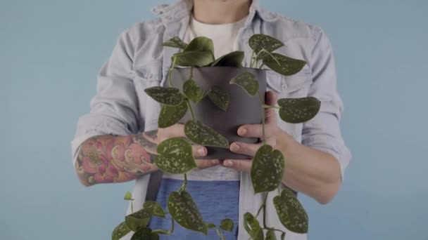 Man Holding Green Houseplant Grey Pot His Hands Close Camera — Stock video