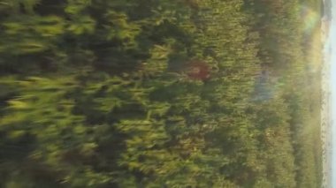 Vertical Video close up of Enormous Hemp Marijuana Field drone flying low . High quality FullHD footage