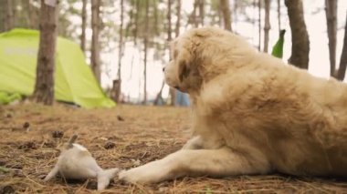 Playful dog rests in a campsite tent surrounded by trees. High quality FullHD footage