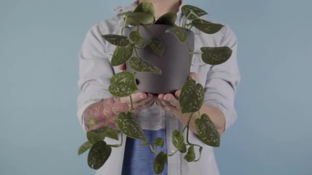 白い男カメラに手を近づけると 男はスタジオの灰色の鍋に緑色の植物を保持しています 高品質4K映像 — ストック動画