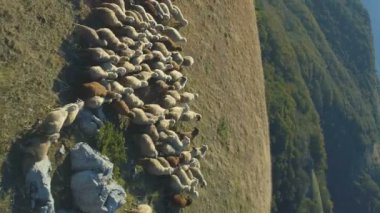 vertical video of aerial view of sheeps on hills in bulgaria. High quality FullHD footage