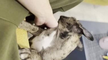 Close up Cute baby french bulldog playing with friends vertical video. High quality 4k footage