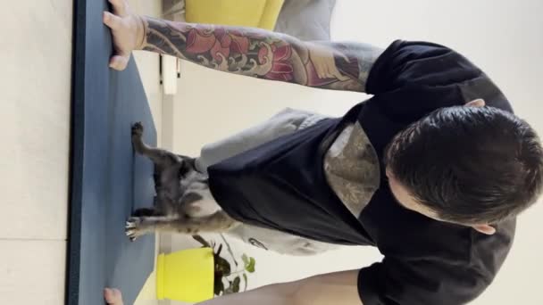 Cute Baby French Bulldog Playing Friends Vertical Video High Quality — Αρχείο Βίντεο