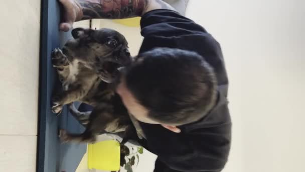 Függőleges Videó Egy Aranyos Francia Bulldogról Aki Haverokkal Játszik Kiváló — Stock videók