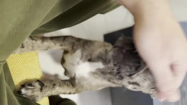Close Video Cute Baby French Bulldog Playing Friends High Quality — Αρχείο Βίντεο