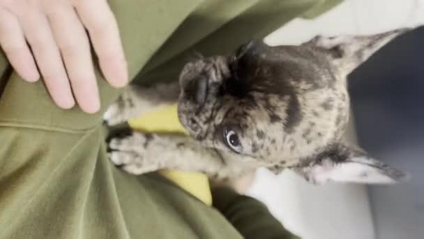 Vertical Video Sweet Baby French Bulldog Playing High Quality Footage — Stok video