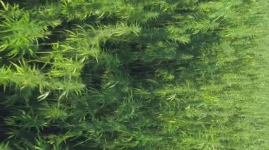 Cbd petrol sahasında alçaktan uçan İHA 'nın dikey video görüntüsü. Yüksek kaliteli FullHD görüntüler