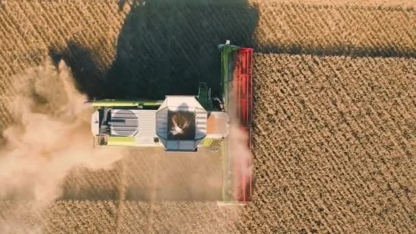 Сельское Хозяйство Уборочных Комбайнов Сверху Вид Половины Урожая Наполовину Пшеницы — стоковое видео