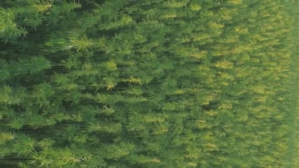 Sustainable Cbd Production Stock Footage Emphasizes Environmentally Conscious Sustainable Nature — Video