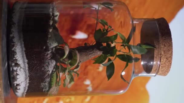 Jar 생태계는 문제에 인식을 높이고 지구를 필요성을 합니다 고품질 — 비디오