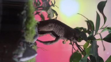 Toprak günü, biyolojik çeşitliliğe yakın, kavanozdaki ekosistem, kavanozda yaşayan farklı bitki ve hayvan türlerini ön plana çıkarıyor. Yüksek kalite 4k görüntü