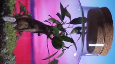 Dünya Günü gebeliği, arka planda inanılmaz bir günbatımı olan bir kavanozda ekosistem. Yüksek kalite 4k görüntü