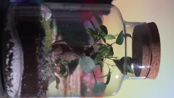 Jar 자연의 영상은 행성의 개념적 이슈를 합니다 고품질 — 비디오