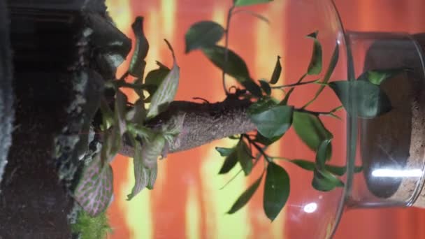 Büyüleyici Video Bir Kavanozdaki Ekosistemin Özünü Yakalıyor Bitki Yaşamının Inanılmaz — Stok video