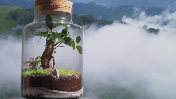 Kavanozdaki Ekosistemin Büyüleyici Videosuyla Doğanın Güzelliği Farklı Bitkilerin Nasıl Büyüyüp — Stok video