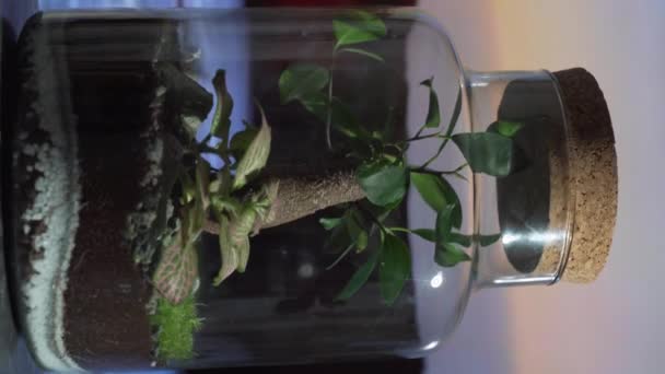 Intricate World Ecosystem Jar Captivating Vertical Video See How Plants — Stock Video