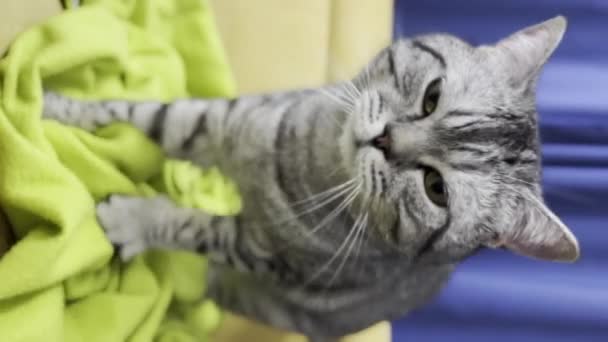 Vertikale Ugc Video Von Urkomischen Moment Der Männlichen Katze Höcker — Stockvideo