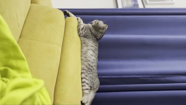 Kedilerin Kanepede Dinlenip Televizyon Izlediği Çirkin Bir Video Yüksek Kalite — Stok video