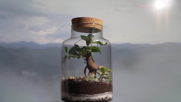 Kavanozdaki Bir Ekosistemin Özü Doğanın Inanılmaz Güzelliğini Karmaşıklığını Gözler Önüne — Stok video