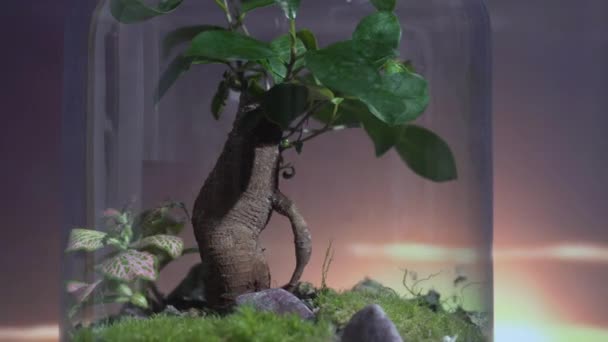 Incredible Diversity Plant Life Ecosystem Jar See How Different Species — Stock Video