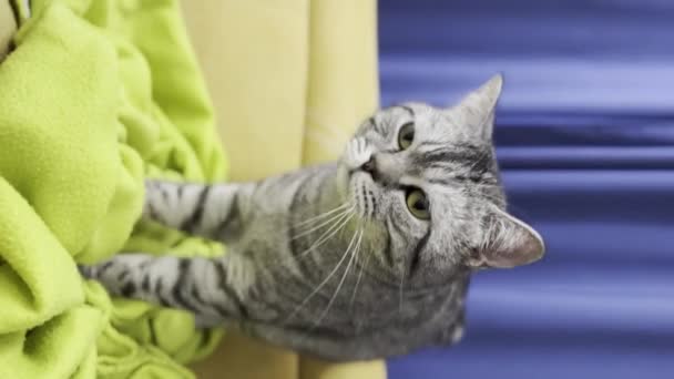 Verticale Lelijke Video Van Hilarische Moment Van Een Kat Die — Stockvideo