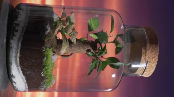 Ecosystem Jar Raising Awareness Environmental Issues Promoting Need Protect Our — Stock Video