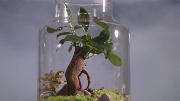 Magi Naturen Med Denna Fängslande Video Ett Ekosystem Burk Hur — Stockvideo