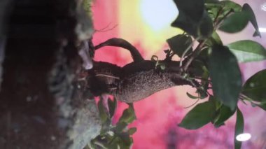 Kavanozdaki bu büyüleyici ekosistem videosuyla doğal harikalar dünyasına adım atın. Farklı bitkilerin büyümesini ve birbirleriyle etkileşimlerini izleyin.