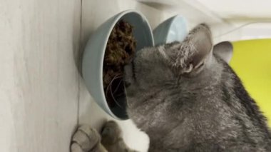 Bir kedinin rahat bir battaniyede dans edişinin çirkin videosu. Ritmik hareketleri ve komik ifadeleriyle bu kedi kesinlikle yüzüne bir gülücük getirecek. Yüksek kalite