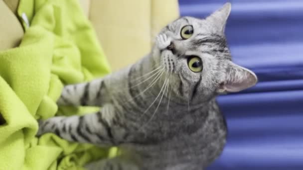 一只猫在舒适的毛毯上跳踢踏舞的滑稽时刻的垂直视频 有节奏的动作和滑稽的表情 这只猫肯定会给你带来微笑 高质量的 — 图库视频影像