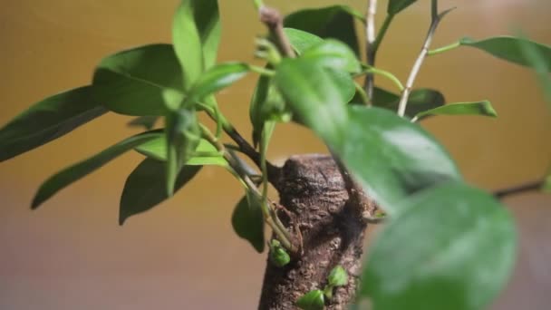 항아리 생태계를 매혹적 비디오를 자연의 마법을 십시오 식물들이 그들의 환경에서 — 비디오
