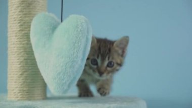 Kamera geçiş stüdyosunun fontunda zıplayan sevimli kedi yavrusu. Yüksek kalite 4k görüntü