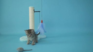 Küçük tatlı kedi yavrusu mavi bir arka planın önünde yavaş çekim stüdyosuyla oynuyor. Yüksek kaliteli FullHD görüntüler