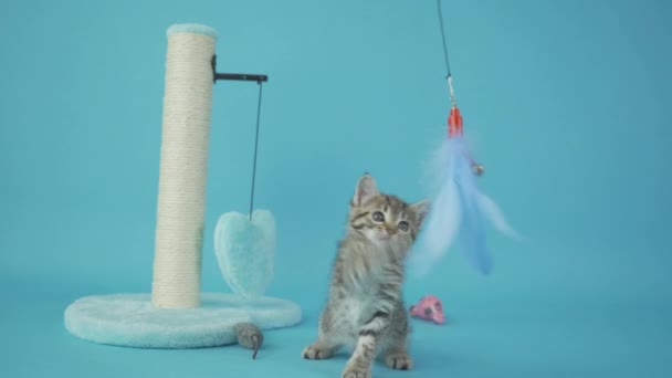 Pequeno Carnívoro Família Felidae Brincando Com Brinquedo Gato Fundo Azul — Vídeo de Stock