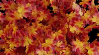 Şeffaf bir zemin üzerine düşen sonbahar akçaağaç yaprağının kusursuz bir animasyonu, geçişler için mükemmel. Bu zarif görüntü sonbaharın özünü yakalar ve projelerinize sezonluk bir dokunuş ekler..