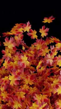 Bir sonbahar akçaağaç yaprağının şeffaf bir arkaplana zarifçe düştüğü zarif bir animasyon. Video geçişleri ve yaratıcı projelere sezonluk ve doğal bir dokunuş eklemek için ideal