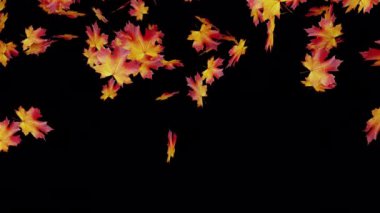 Sonbahar yaprakları. Büyük ve küçük yapraklar dağılır. Animasyon malzemesi. Yüksek kalite 4k görüntü