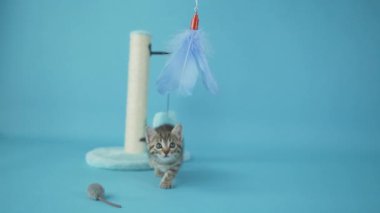 Yavru kedi yavaş çekimde oyuncaklarla oynuyor. Yüksek kaliteli FullHD görüntüler