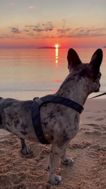 Fransız bulldog plajda güneşin doğuşunu dikey olarak izliyor. Yüksek kalite 4k görüntü
