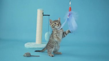 Yavru kedi, mavi arka planda yavaş çekimde oyuncak stüdyo çekimiyle oynuyor. Yüksek kaliteli FullHD görüntüler