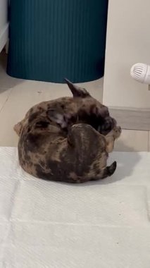 Kulaklarını tırmalayan sevimli Fransız bulldog çirkin kullanıcı içeriği oluşturdu. Yüksek kaliteli FullHD görüntüler