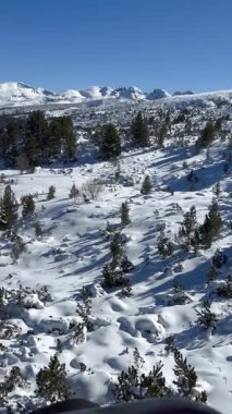 amazing nature trees covered with snow view from liftchair at night vertical video. High quality 4k footage