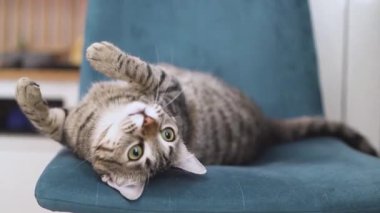 Tembel bir kedinin rahat bir oturma odasında oyuncaklarla etkileşime girdiği sevimli bir UGC videosu. Hayvan meraklıları ve sosyal medya paylaşımları için ideal.