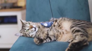 Hoş bir UGC videosu, rahat bir oturma odasında oyuncaklarla eğlenceli etkileşimlerden hoşlanan tembel bir kediyi gösteriyor. Hayvan meraklıları ve yaşam tarzı içeriği yaratıcıları için ideal. 