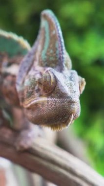 Dikey Yemen Bukalemunu, canlı renklerle bir dalı kavrıyor. Yüksek kalite 4k görüntü