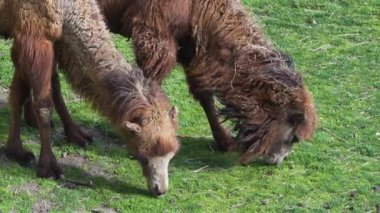 Dromedary Deve Yakın plan Çekimde Taze Yeşillik Yiyiyor. Yüksek kalite 4k görüntü