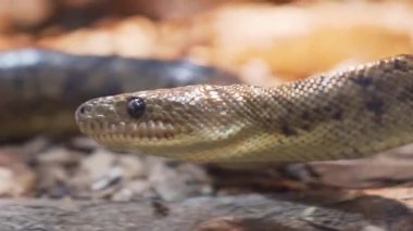 Engebeli kayalarda sürünen boa yılanının detaylı bir yakın çekimi, kaslı vücudunu ve benzersiz desenini vurguluyor..